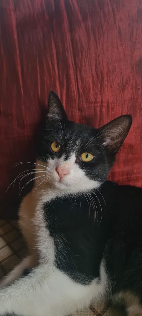 Gatinha para adoção responsável