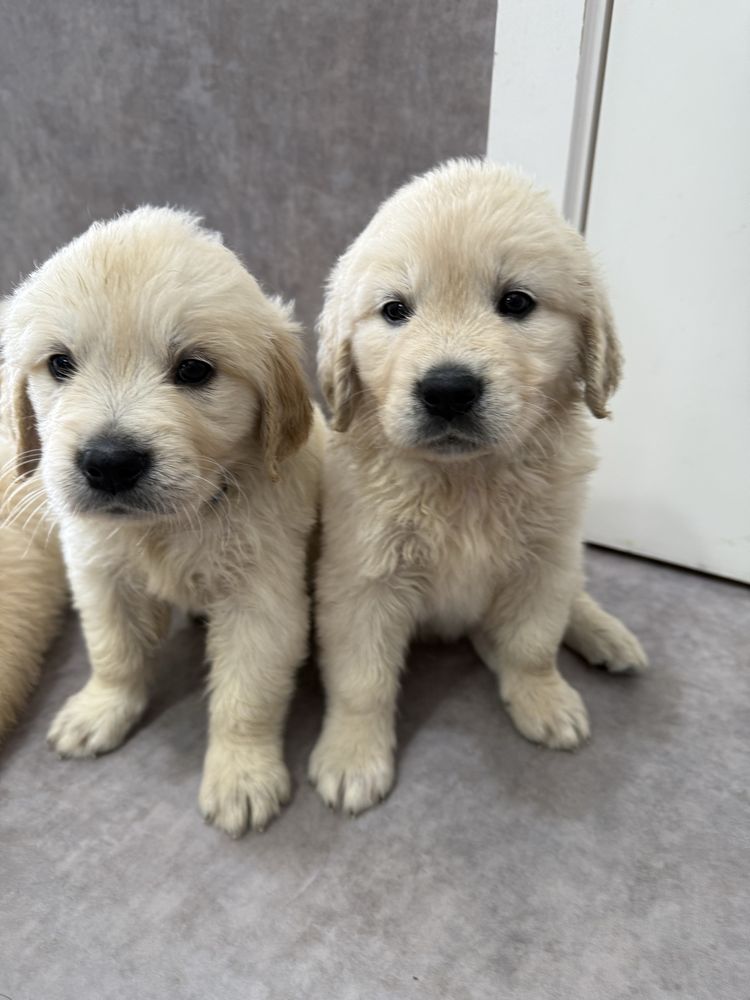 Golden Retriever com LOP pedigree
