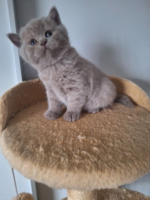 Fêmea  scottish straight lilás