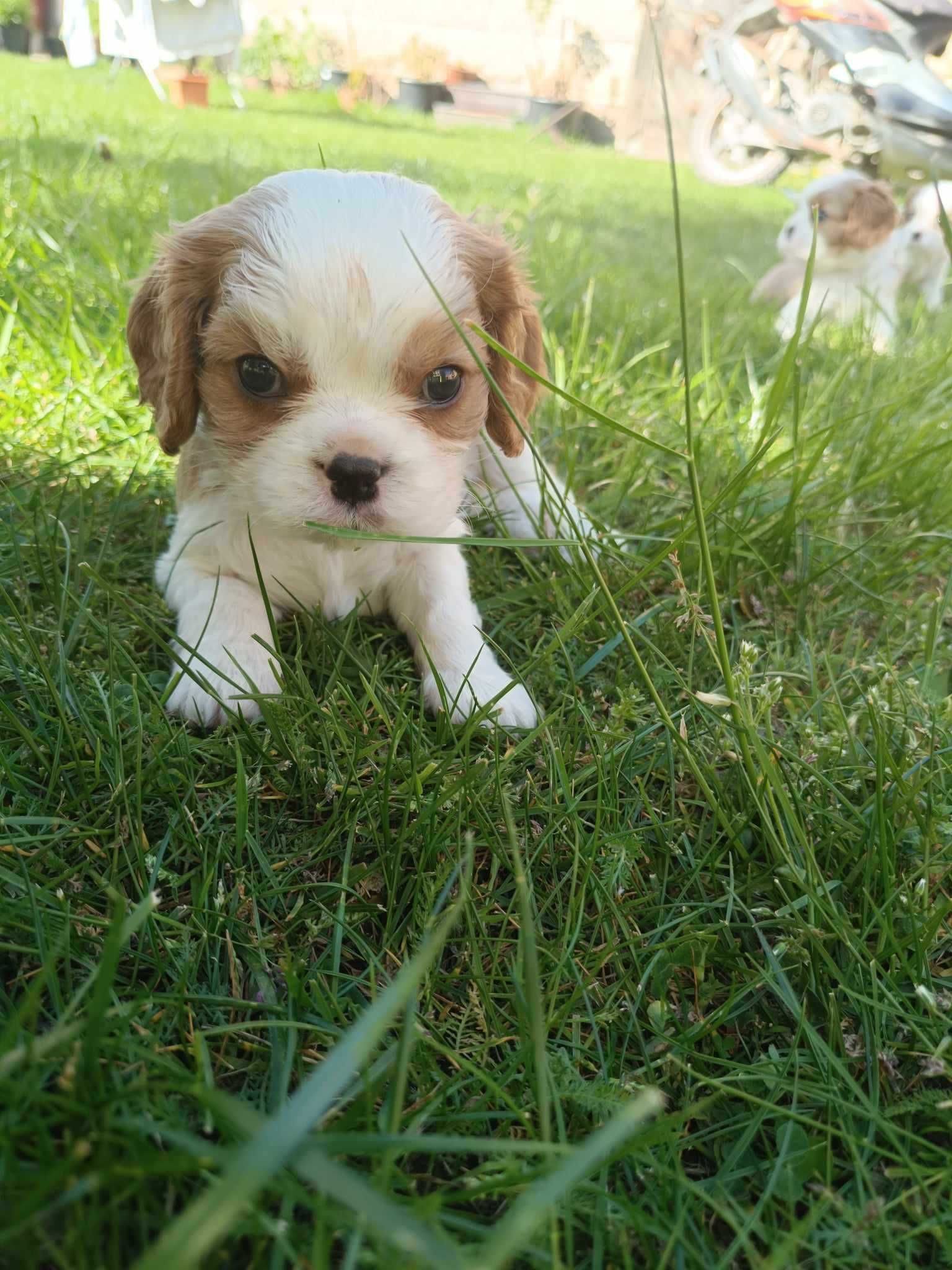 Cavalier King Charles spaniel REZERWACJA.