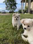 Szpic miniaturowy/pomeranian dwa pieski
