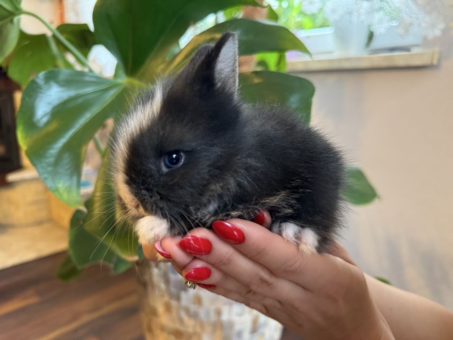 Króliczek Teddy karzełek najmniejszy miniaturka