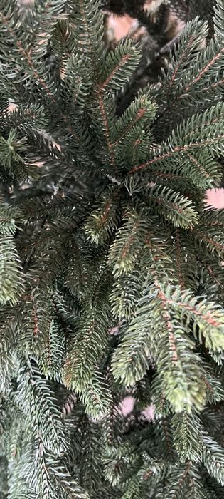 Ялинка 2 .10 нова