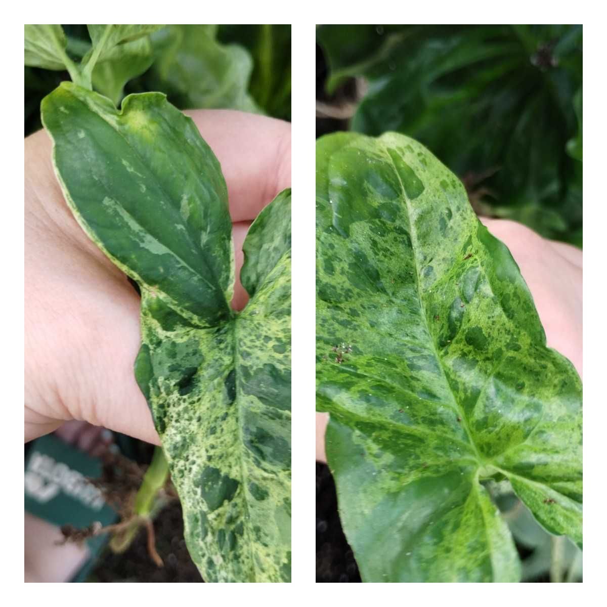syngonium mojito-sadzonki różnej wielkości