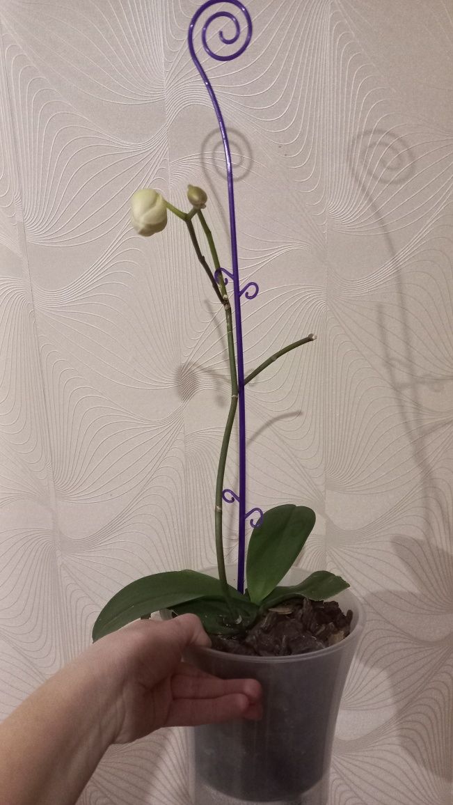 Продам квіти орхідеї