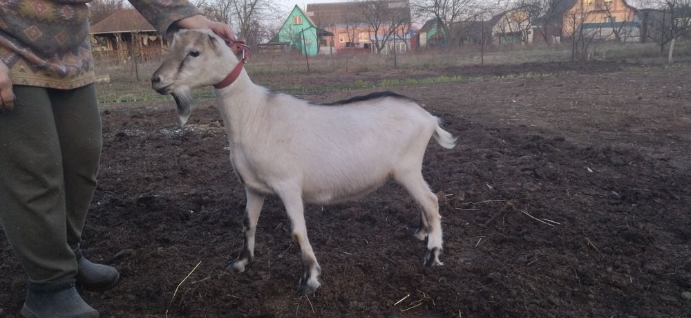 Козел ламанч суслік для спарювання кіз