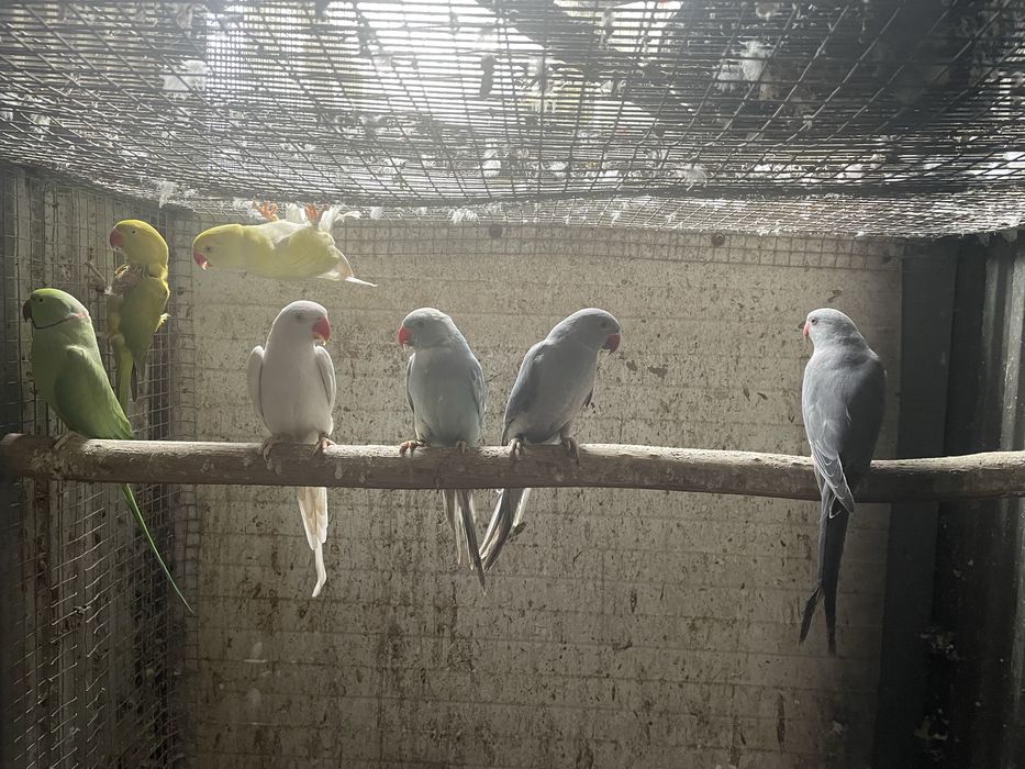 ringnecks aves novas