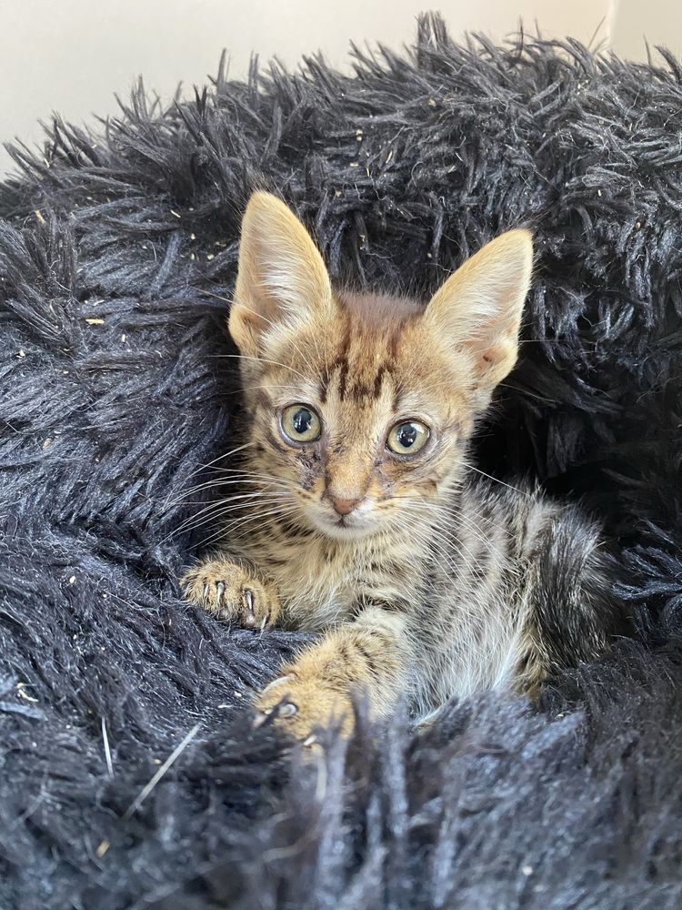 Gatinho bebe de 2 meses para adocao