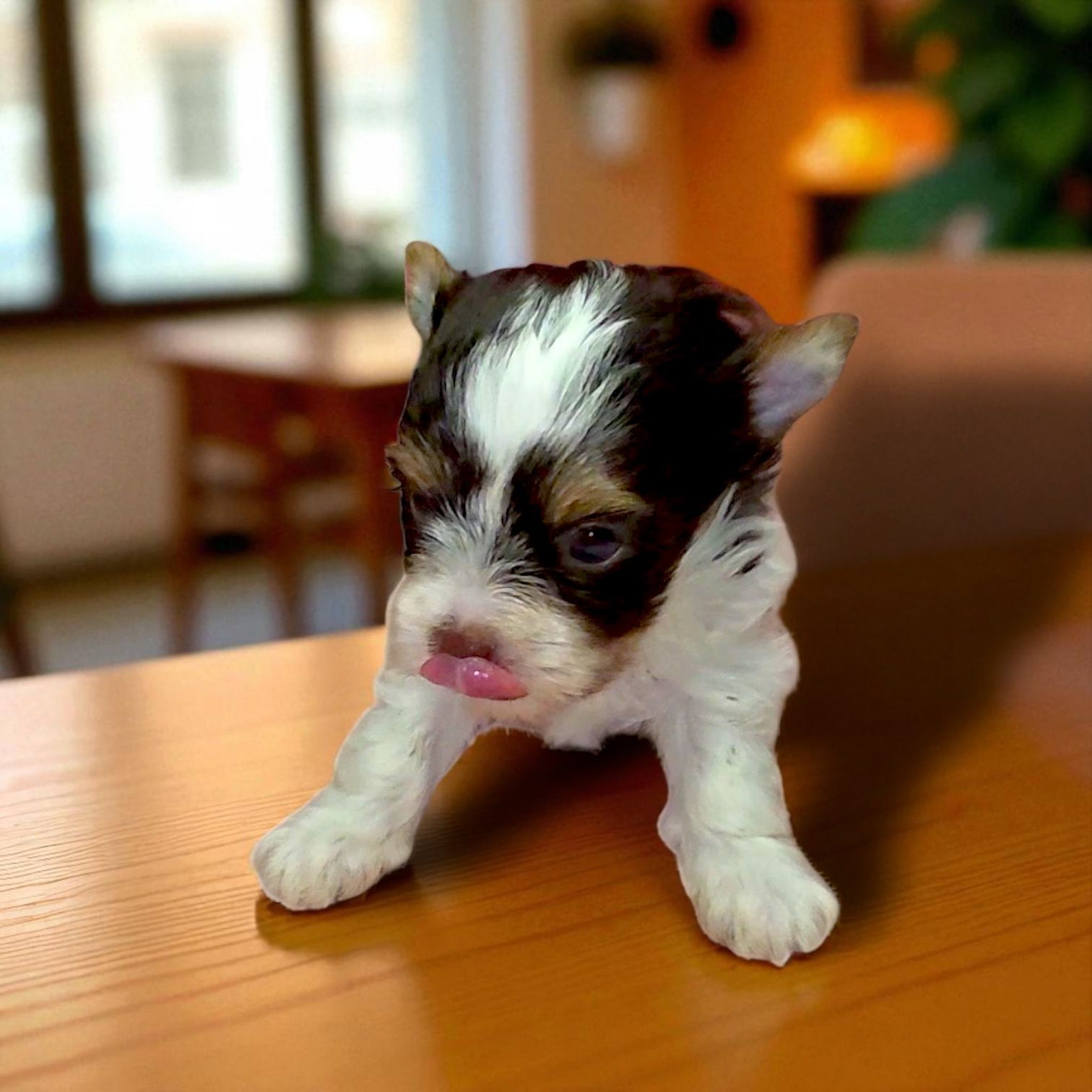 Wesoła, ciekawska niezwykła suczka Biro Yorkshire Terrier