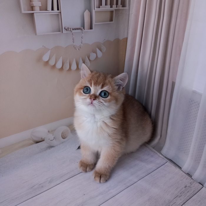 Британська золота