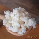 Grzybek tybetański kefirowy, domowy kefir, probiotyk