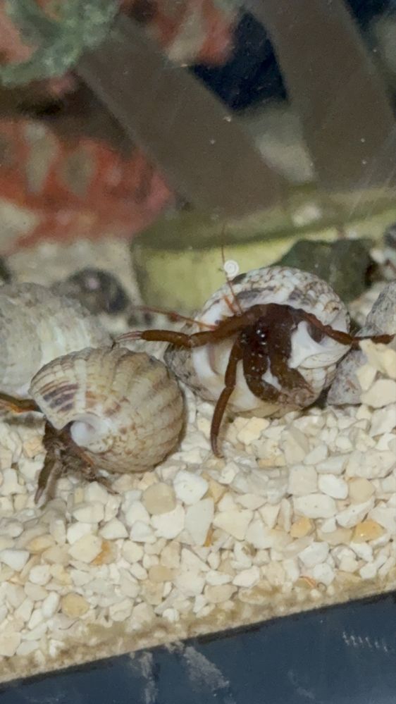 Pack de caracóis Nassarius e eremitas — limpeza para aquário marinho