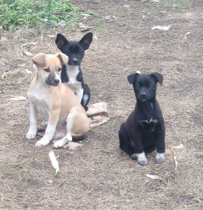 Щенки, чистокровные дворяне. Безкоштовно