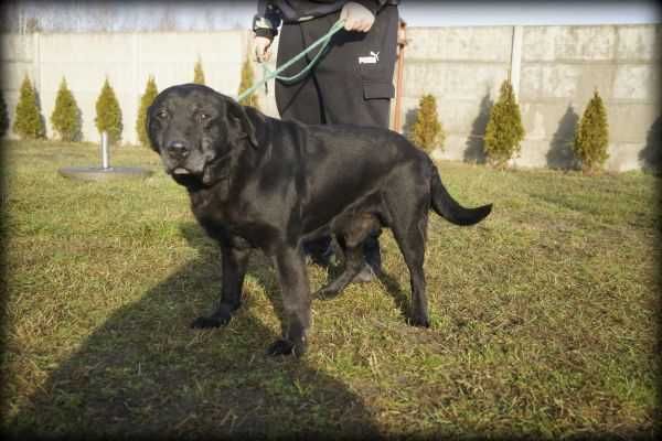 Hektor - spokojny psiak poleca się do adopcji < 3