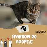Mega miziasty kocurek do adopcji