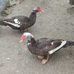 Patos mudos jovens