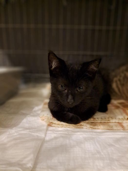 Uroczy dwupak szuka domu!