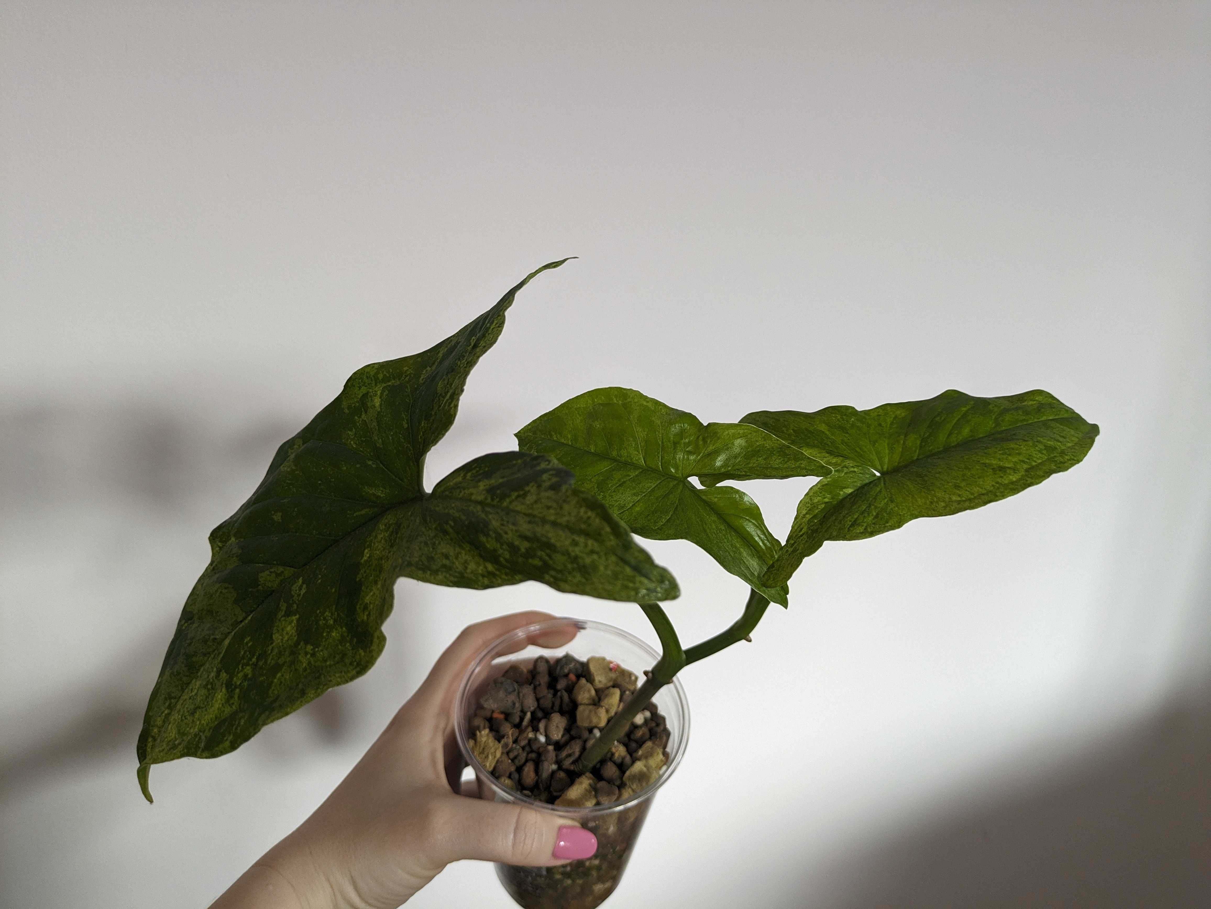 Syngonium Mottled Mojito