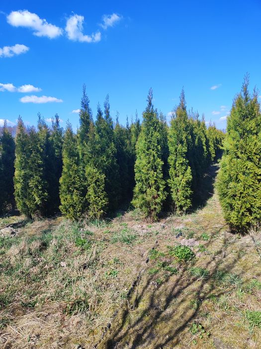 Tuja Szmaragd Tuje Smaragd 200 - 250 cm