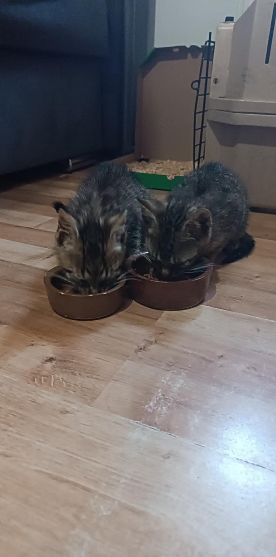 Kotki do adopcji