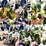 Alocasia Alokazja różne odmiany