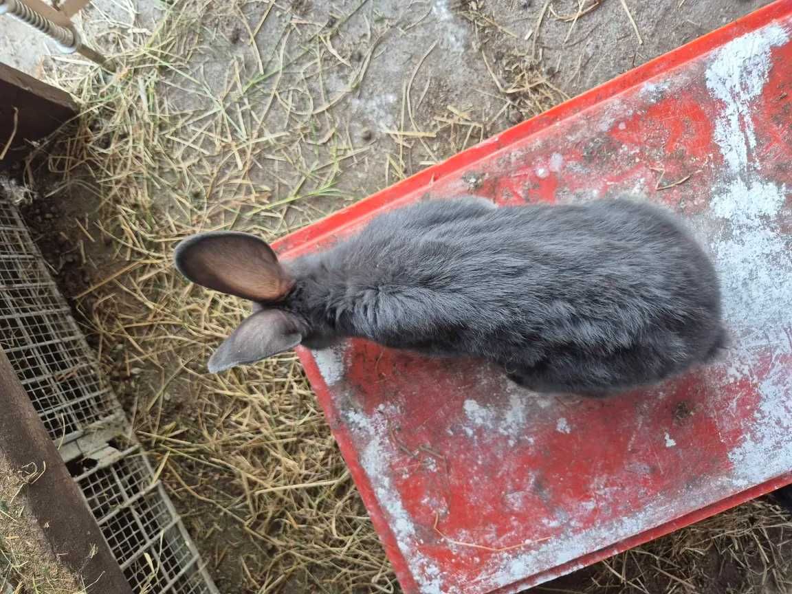 Króliki Niebieskie Wiedeńskie