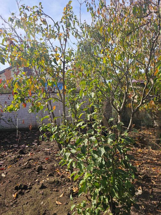 (13) Продам добротний компактний будинок у Великодолинському