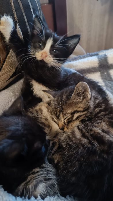 Kocurek do adopcji ogłoszenie prywatne