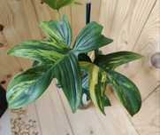 Philodendron padatum variegata