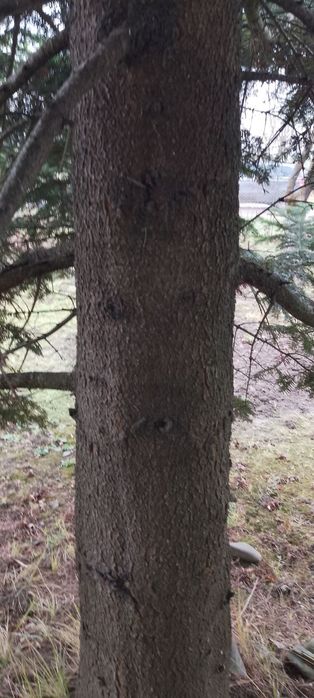 Ялинка жива на новий рік