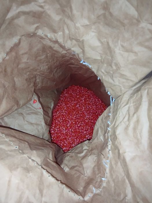 Посівна кукурудза