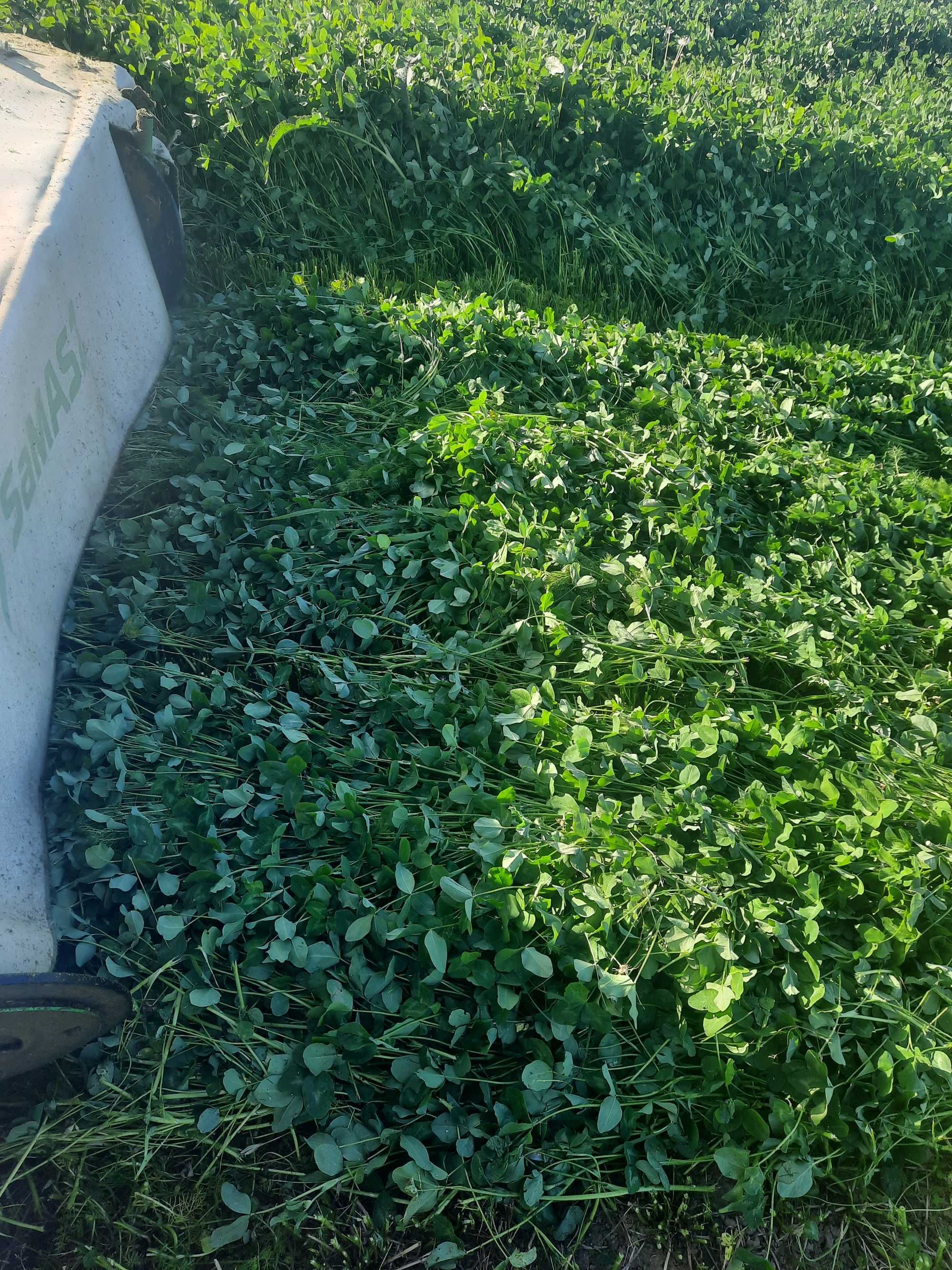Słoma w belach Siano suche ze stodoły oraz  bele kiszonki Lucerny