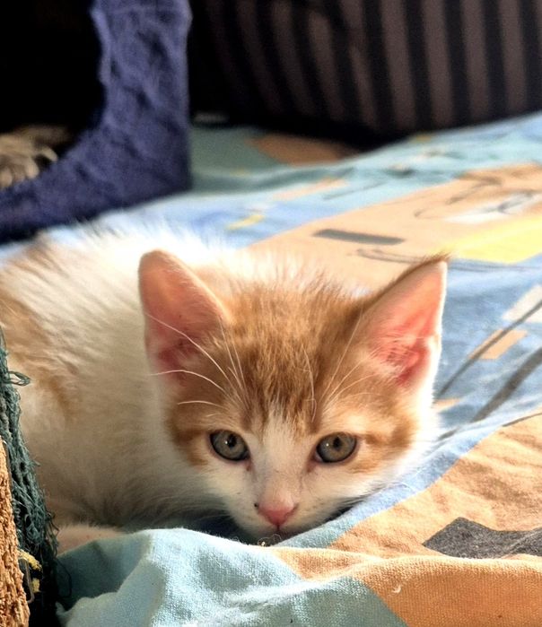 Кошенята-хлопчики у пошуку родин