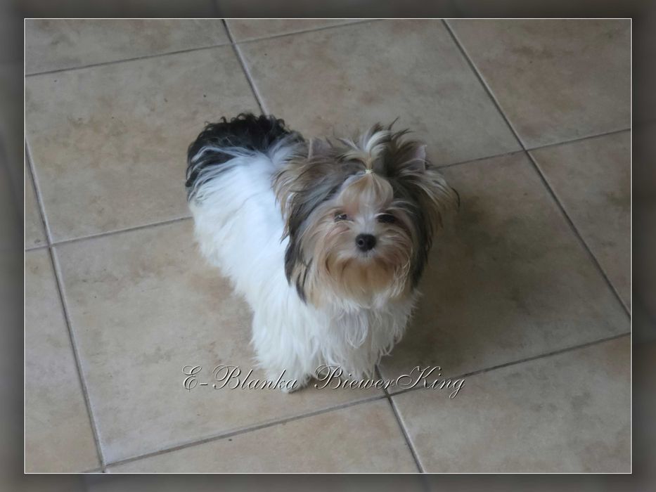 York Biewer Yorkshire Terrier