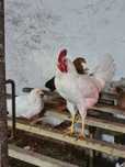 Młode koguty leghorn