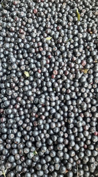 Aronia od producenta paczka 10kg, wysyłka Inpost