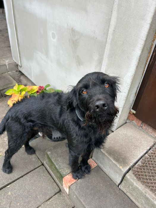 Oddam psa (17msc) w dobre ręce.