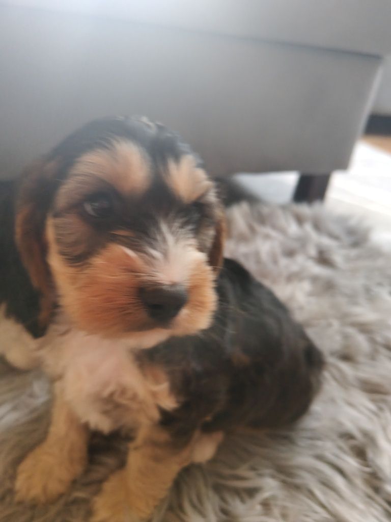 Cockapoo F1  pudel miniaturowy plus Cocker spaniel angielski