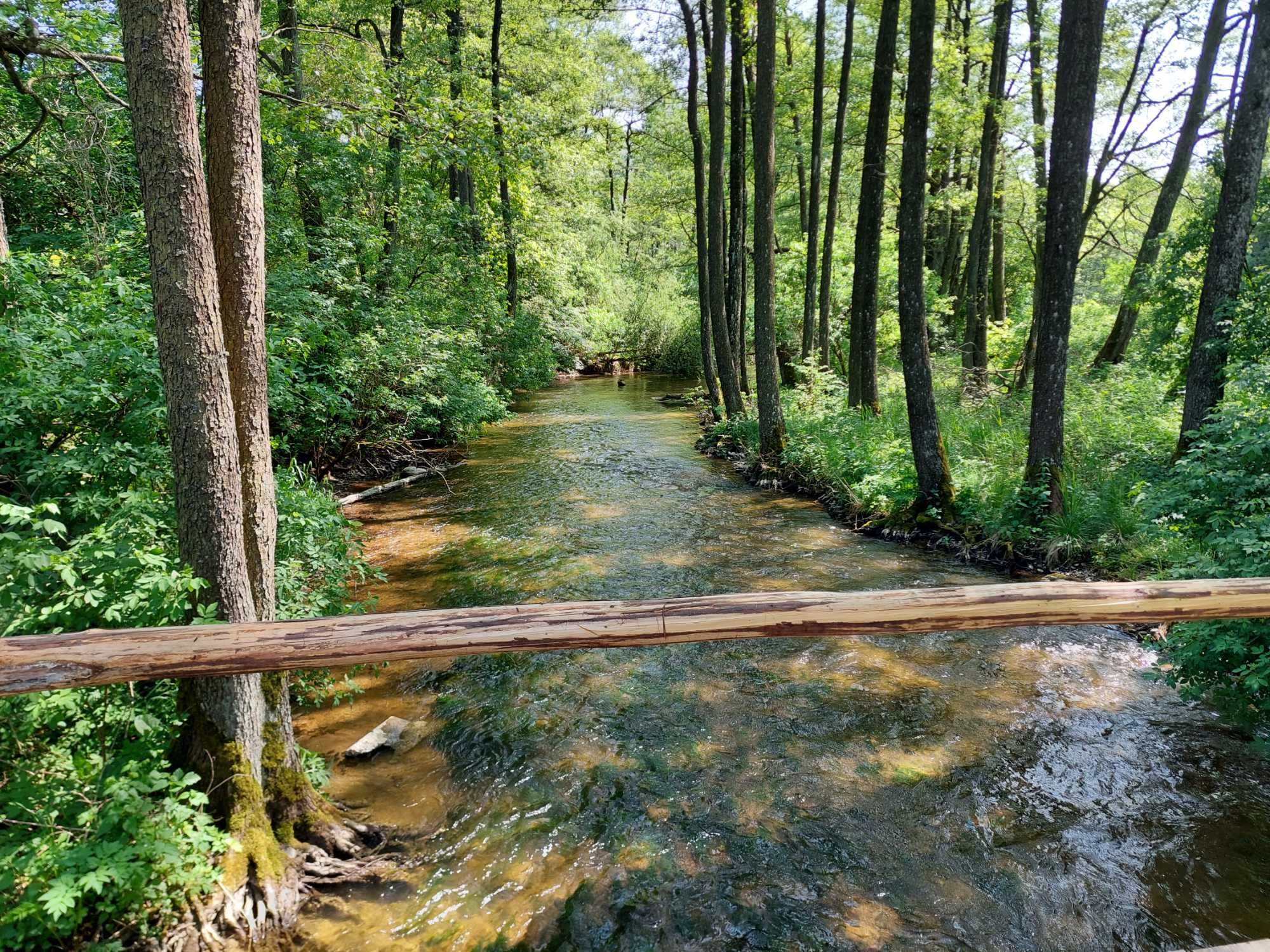 Domek do wynajęcia dolina rospudy
