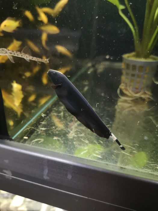 Duch Amazoński - Tina Zoo Zabrze