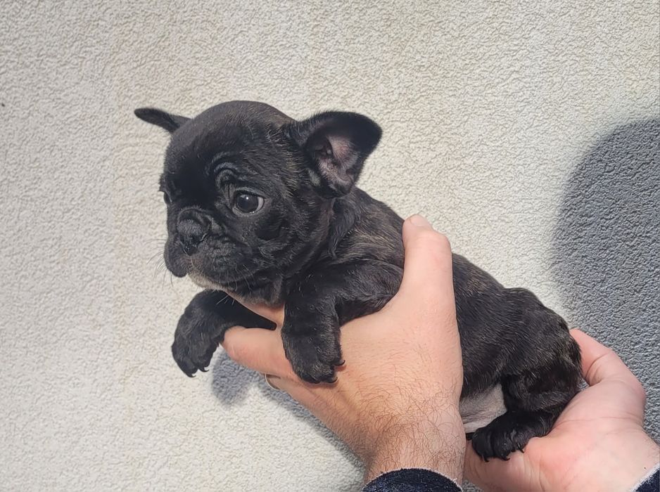 Bulldog francês macho