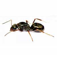 Mrówki rasy Formica fusca