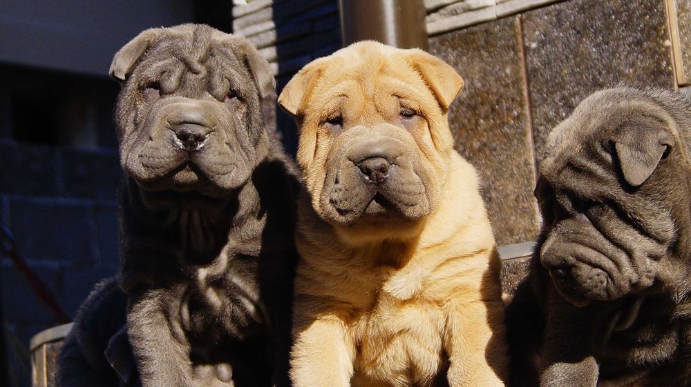 Frugo,Błękitno płowy samczyk Shar Pei z rodowodem, po rodzicach FCI