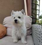 West Highland White Terrier