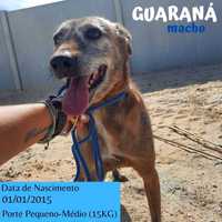 Cão Porte Pequeno-Médio (15kg) Para Adoção (Guaraná)