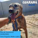 Cão Porte Pequeno-Médio (15kg) Para Adoção (Guaraná)
