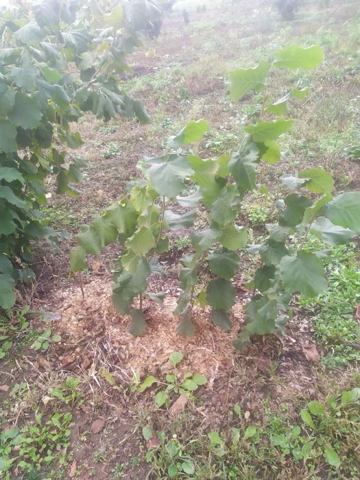 Фундук на медвежому горісі