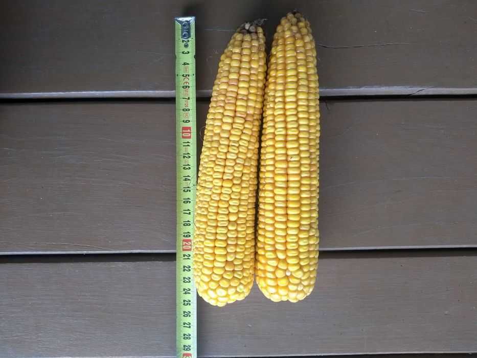 40 kolby kukurydzy