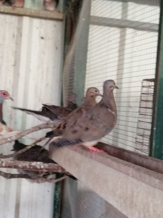 Rola Zenaida (casais)