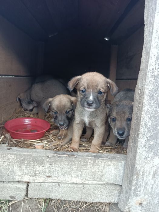 Песики, собачки.